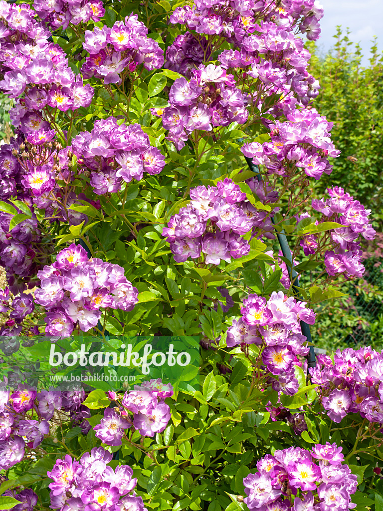485169 - Ramblerrose (Rosa Veilchenblau)