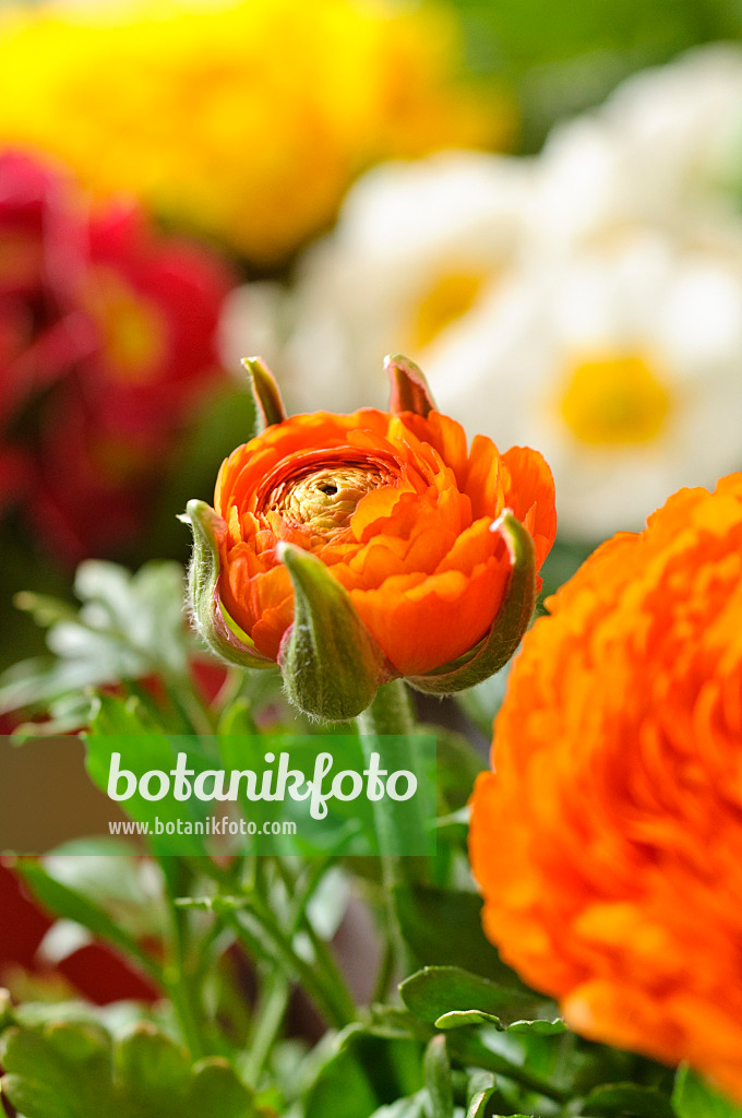 483161 - Ranunkel (Ranunculus asiaticus 'Gambit Mix')