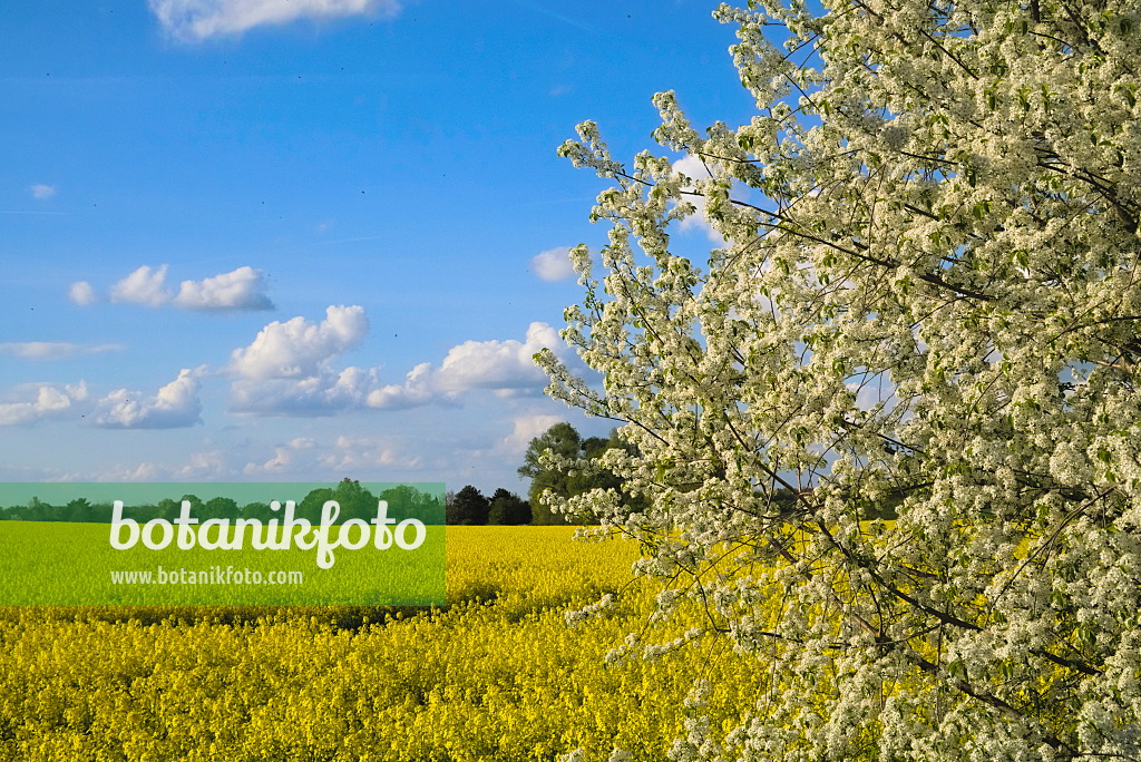 670007 - Rape (Brassica napus subsp. oleifera)