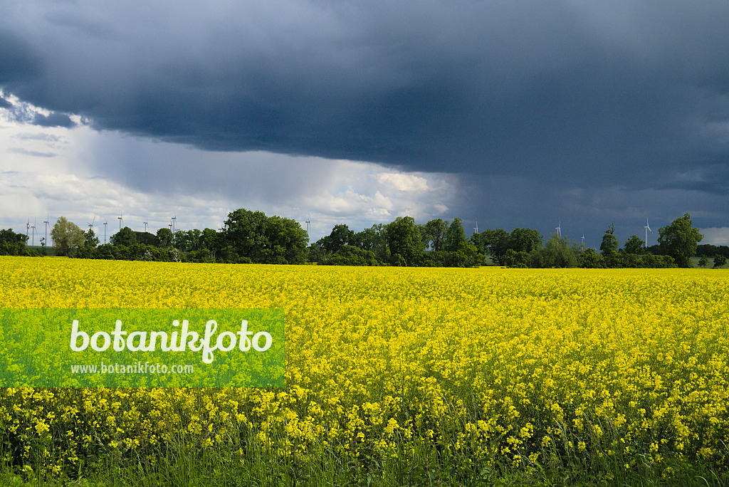 672054 - Raps (Brassica napus subsp. oleifera)