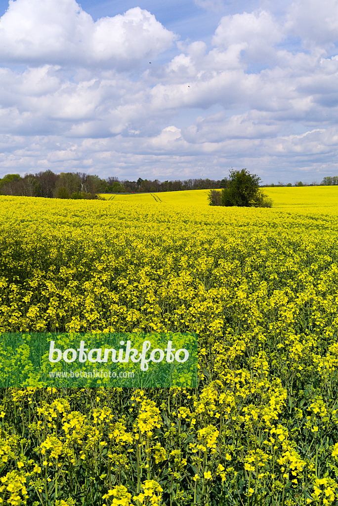 672092 - Raps (Brassica napus subsp. oleifera)