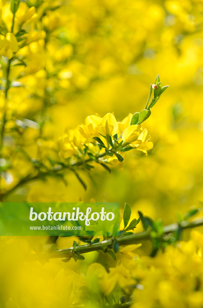 520327 - Ratisbon broom (Chamaecytisus ratisbonensis)