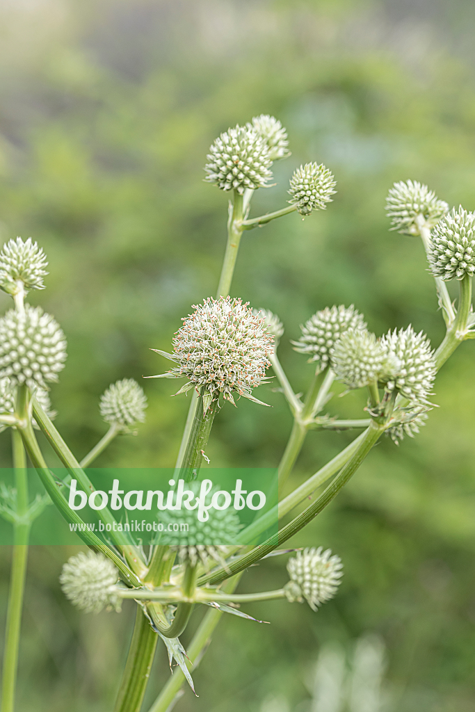 664138 - Rattlesnake master (Eryngium yuccifolium)