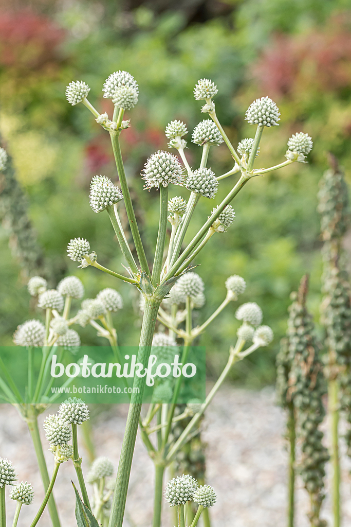 664140 - Rattlesnake master (Eryngium yuccifolium)