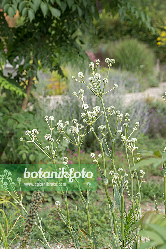 664141 - Rattlesnake master (Eryngium yuccifolium)
