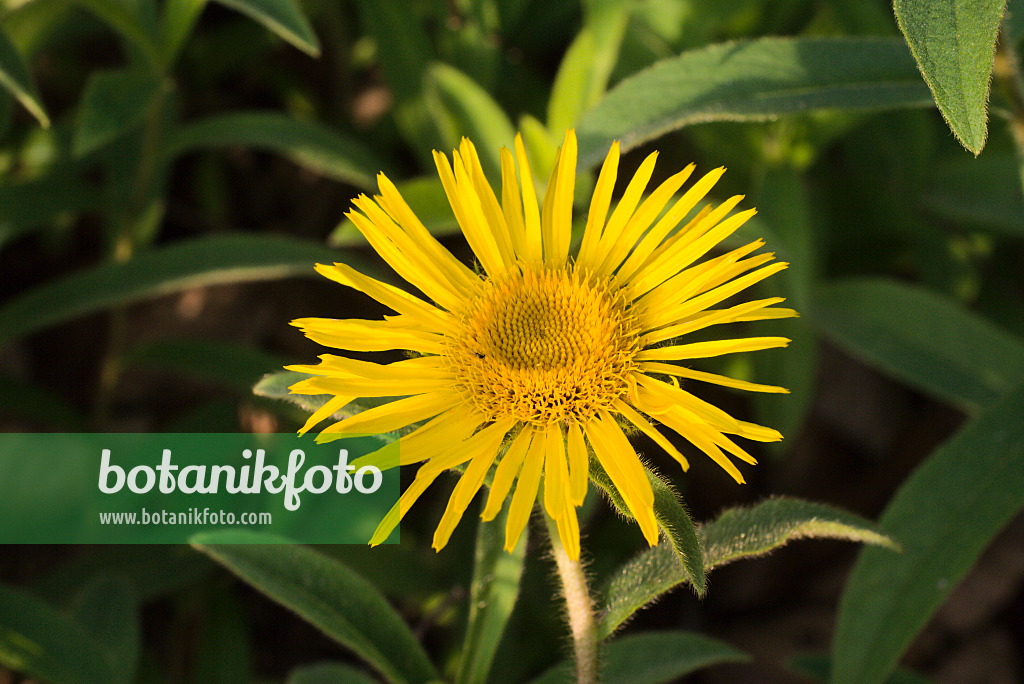 672090 - Rauhaariger Alant (Inula hirta)