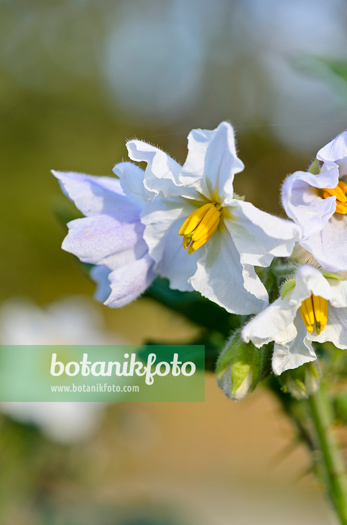 525367 - Raukenblättriger Nachtschatten (Solanum sisymbriifolium)