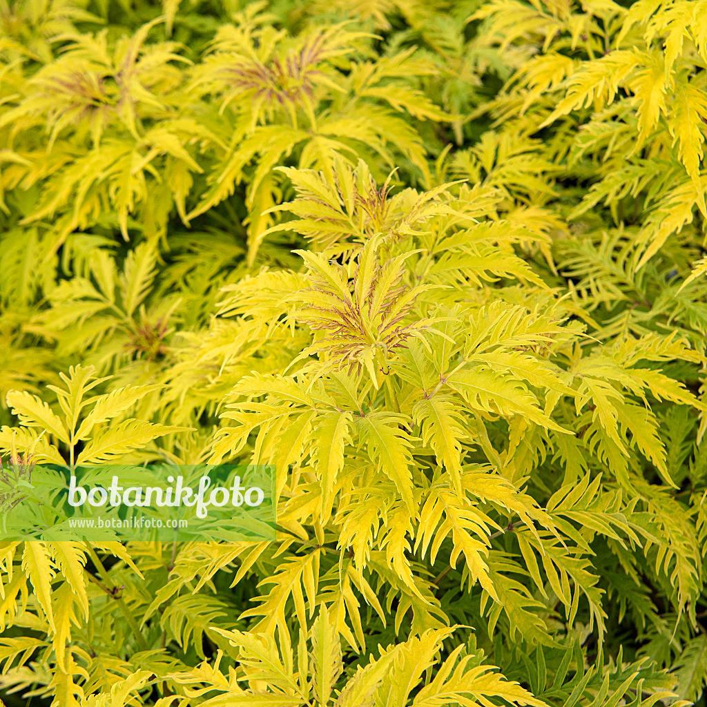 616346 - Red-berried elder (Sambucus racemosa 'Sutherland Gold')