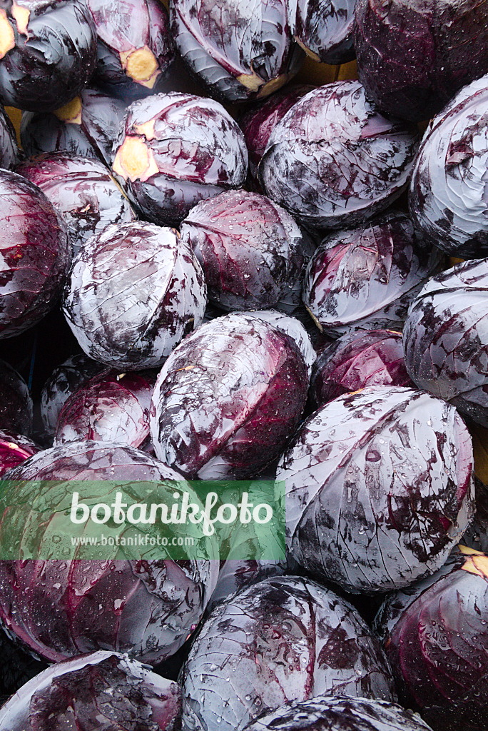672046 - Red cabbage (Brassica oleracea var. capitata f. rubra)