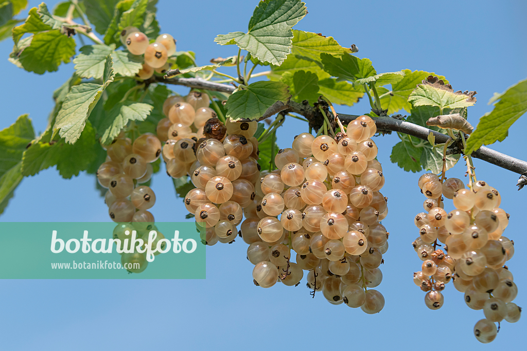 664384 - Red currant (Ribes rubrum 'Blanka')