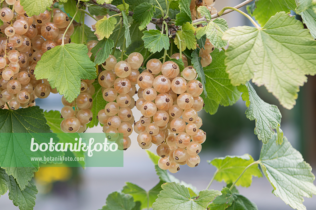 664385 - Red currant (Ribes rubrum 'Blanka')