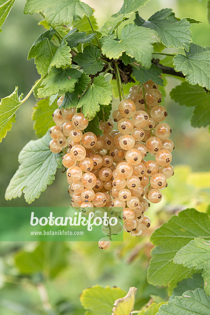 664386 - Red currant (Ribes rubrum 'Blanka')