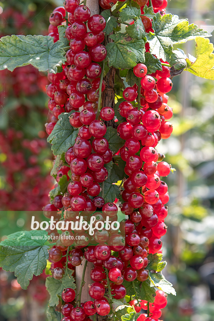 664387 - Red currant (Ribes rubrum 'Redpoll')