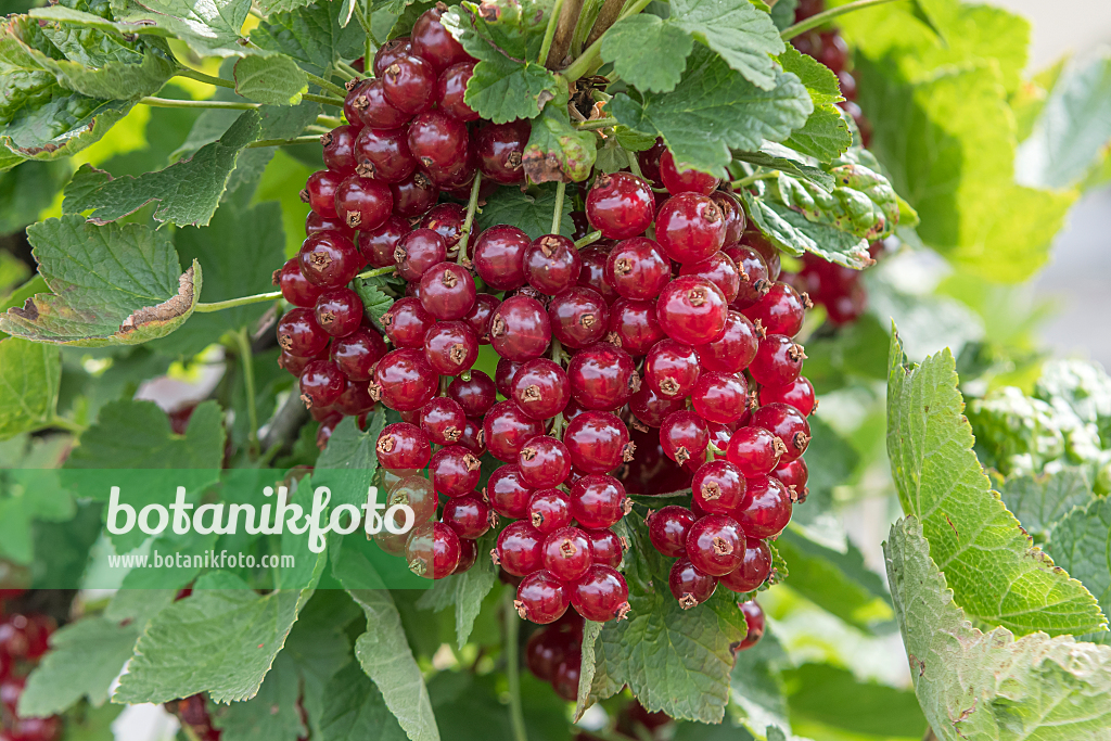 664388 - Red currant (Ribes rubrum 'Roodneus')
