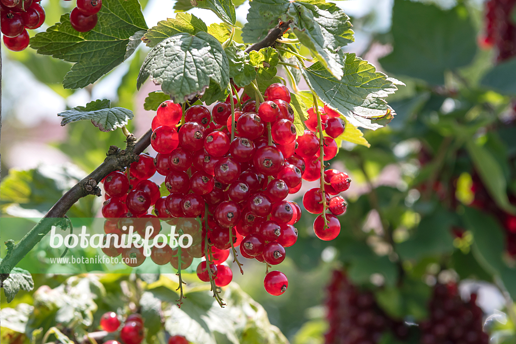 664389 - Red currant (Ribes rubrum 'Rovada')