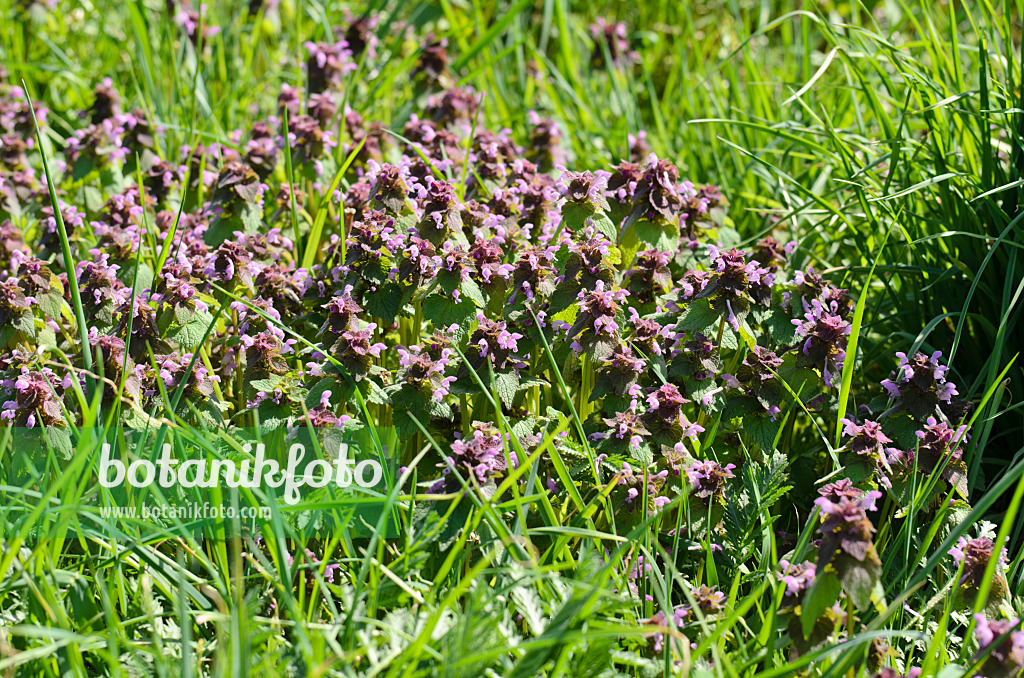 507182 - Red dead nettle (Lamium purpureum)
