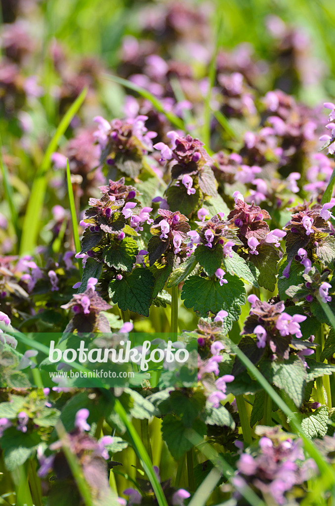 507183 - Red dead nettle (Lamium purpureum)