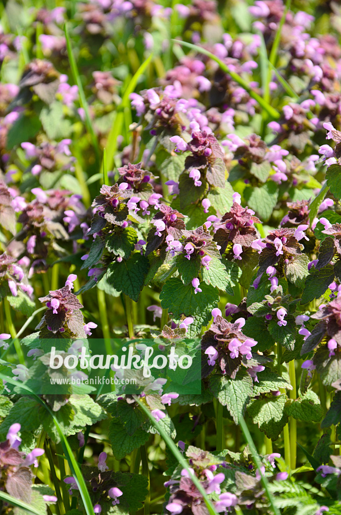 507184 - Red dead nettle (Lamium purpureum)