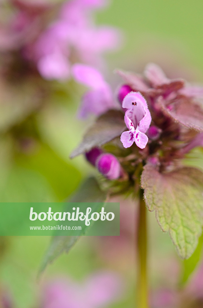 520029 - Red dead nettle (Lamium purpureum)