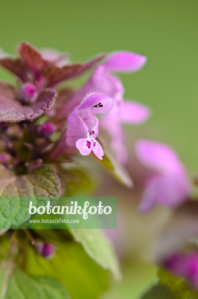 520030 - Red dead nettle (Lamium purpureum)