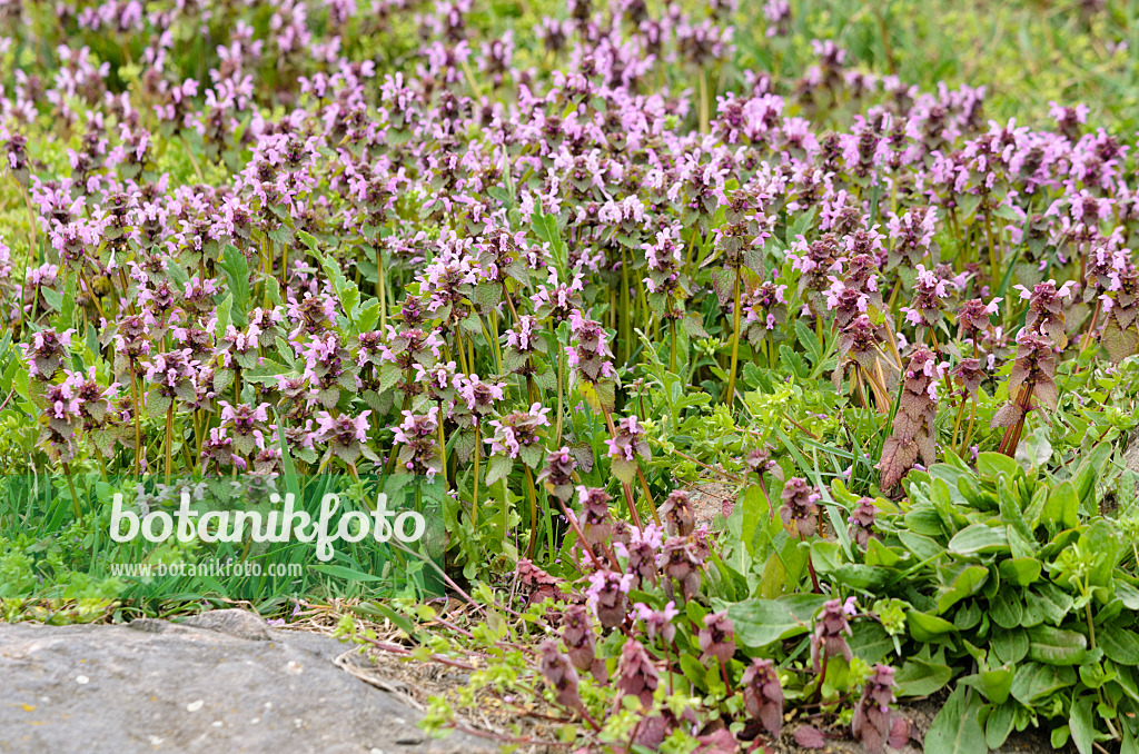 555033 - Red dead nettle (Lamium purpureum)