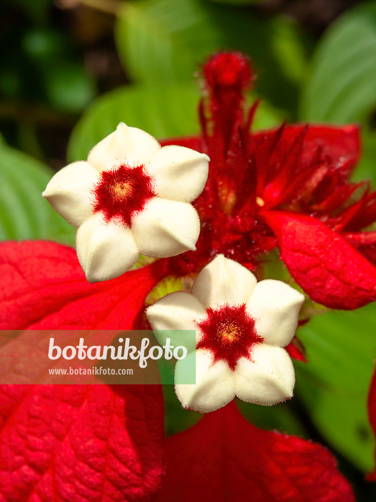 434084 - Red flag bush (Mussaenda erythrophylla)