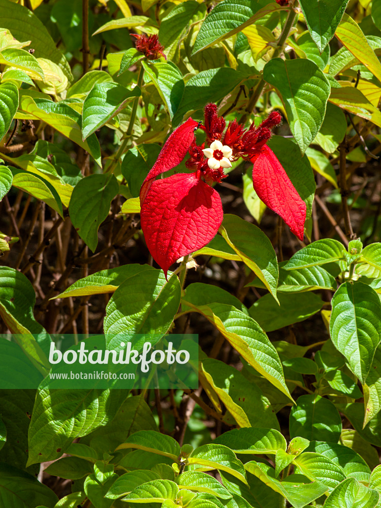 434326 - Red flag bush (Mussaenda erythrophylla)