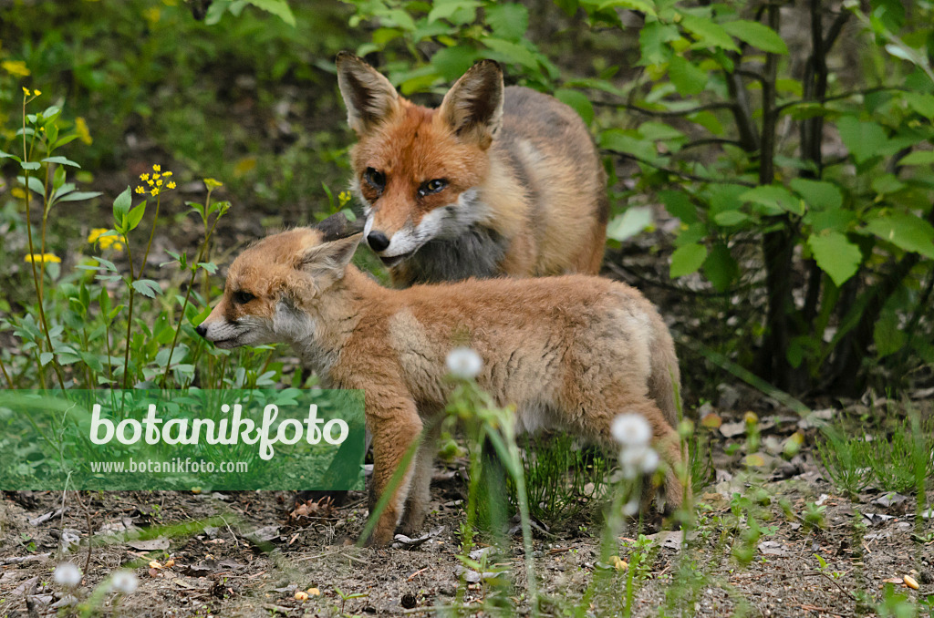 545069 - Red fox (Vulpes vulpes)