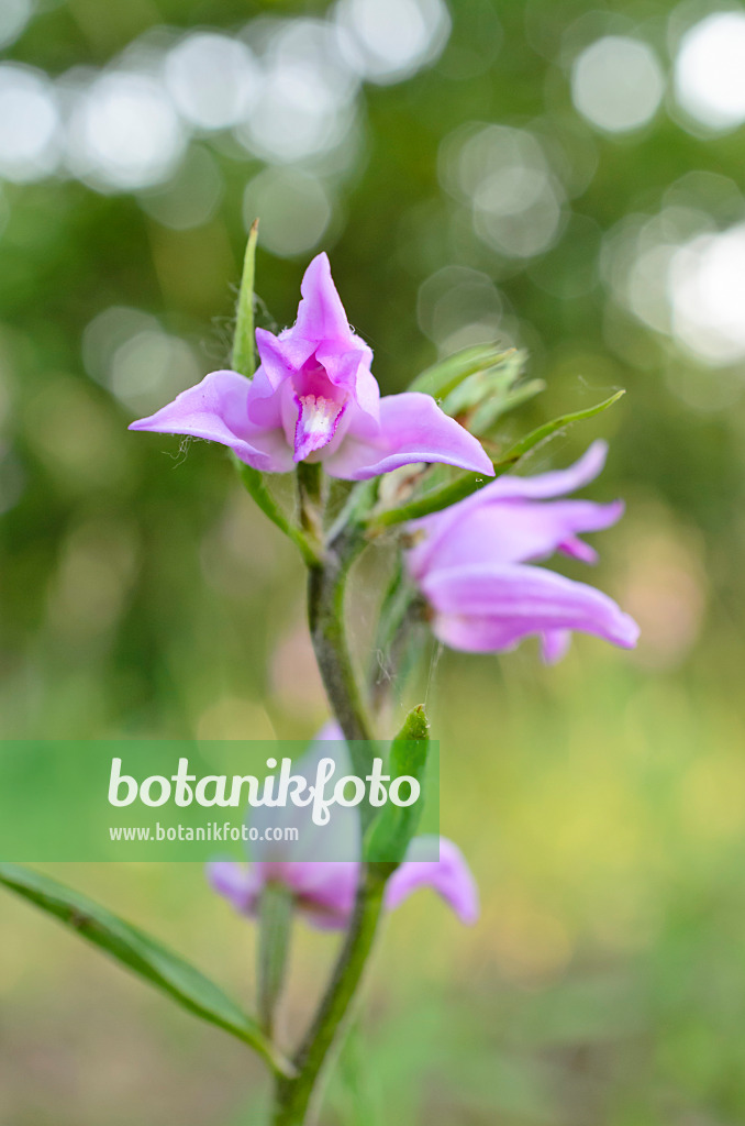 508543 - Red helleborine (Cephalanthera rubra)