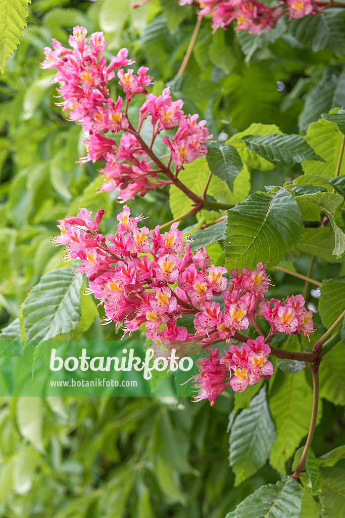 638027 - Red horse chestnut (Aesculus x carnea 'Briotii')