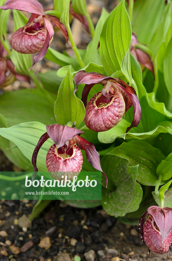 520240 - Red lady's slipper orchid (Cypripedium x ventricosum)