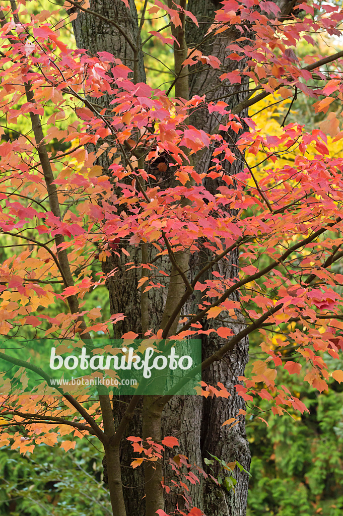 513085 - Red maple (Acer rubrum)