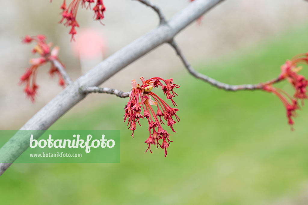 664019 - Red maple (Acer rubrum)