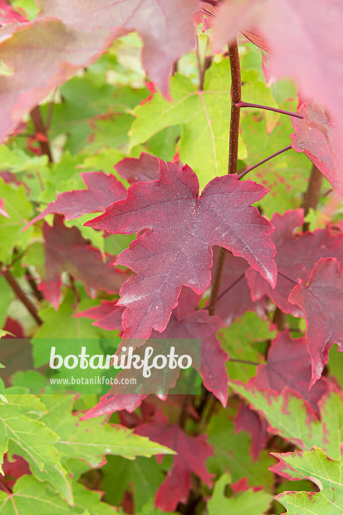 675001 - Red maple (Acer rubrum)