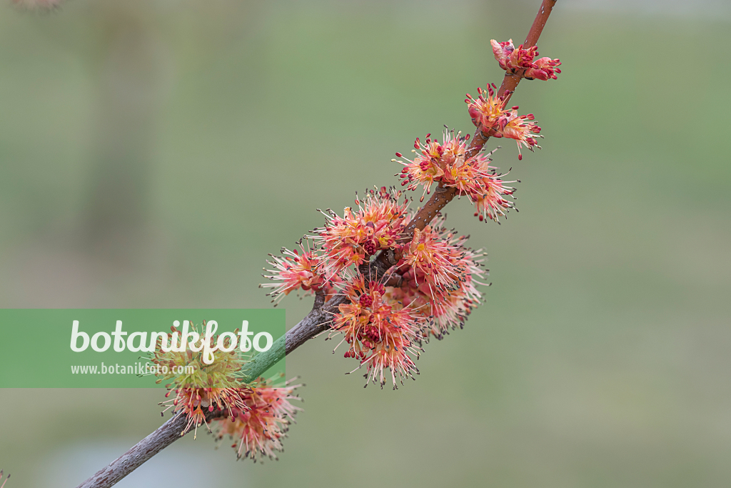 664013 - Red maple (Acer rubrum 'Brandywine')