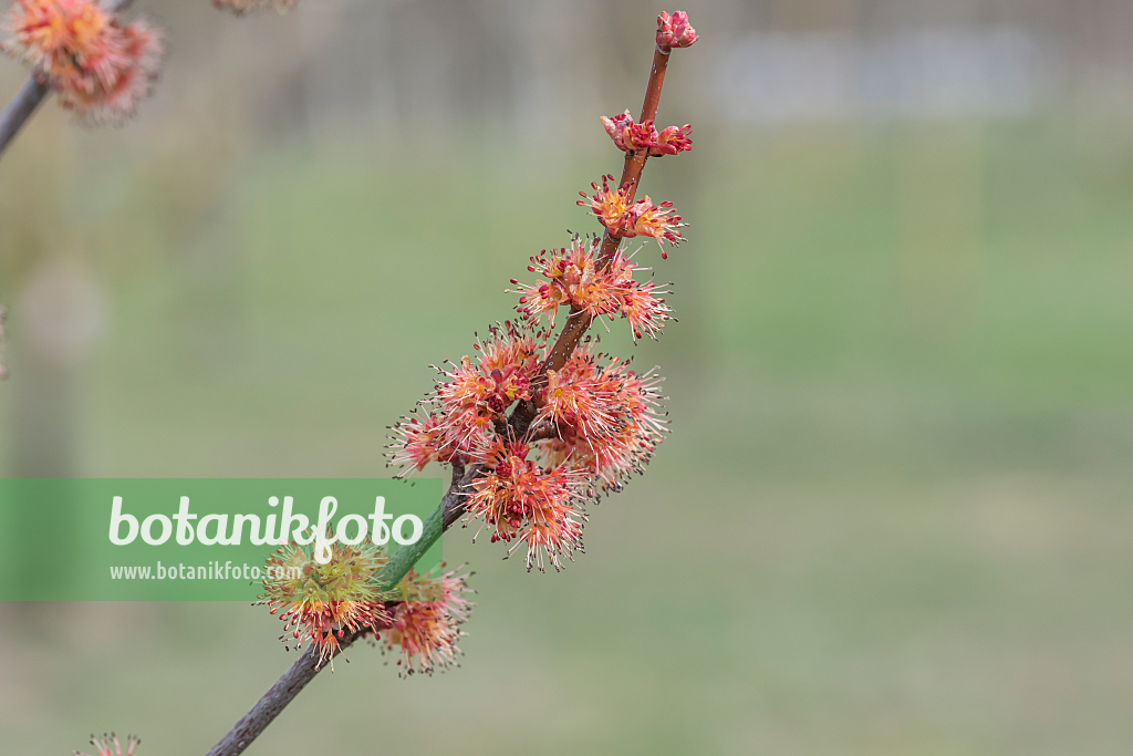 664014 - Red maple (Acer rubrum 'Brandywine')