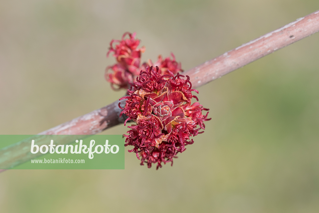 664020 - Red maple (Acer rubrum 'Redpointe')