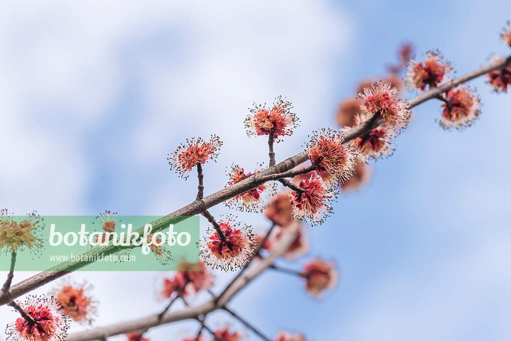 664017 - Red maple (Acer rubrum 'Somerset')