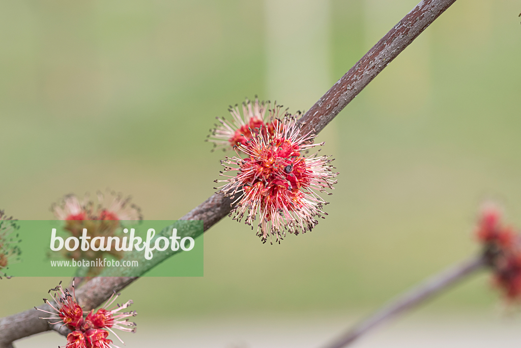 664018 - Red maple (Acer rubrum 'Somerset')