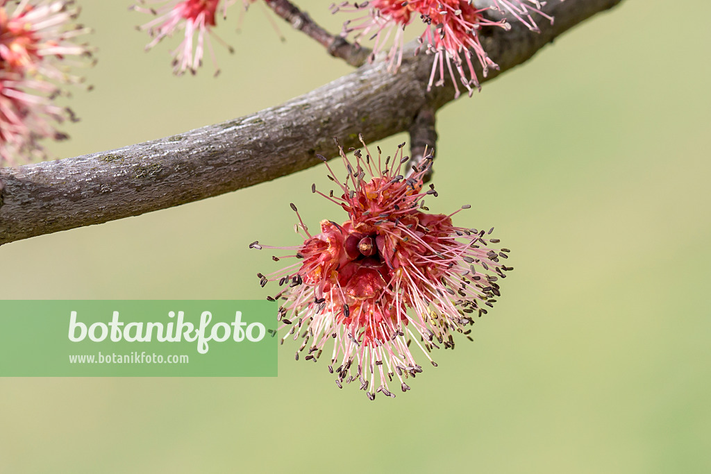 625117 - Red maple (Acer rubrum 'Somerset') with male flowers