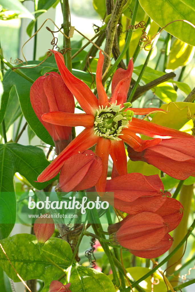549186 - Red passion flower (Passiflora racemosa)