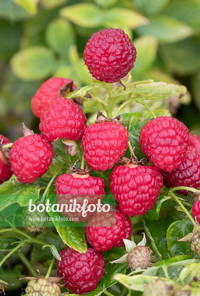 664409 - Red raspberry (Rubus idaeus 'Baby Dwarf')