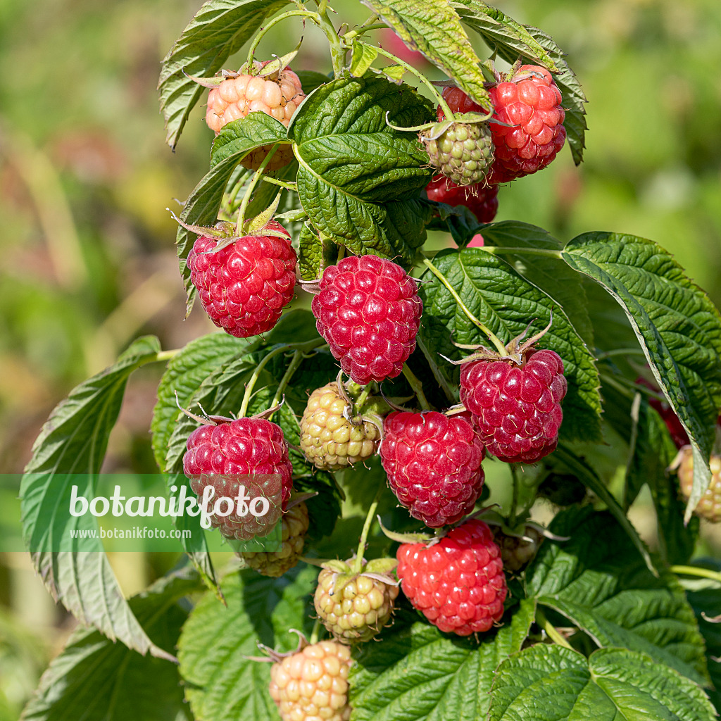 625361 - Red raspberry (Rubus idaeus 'Little Sweet Sister')