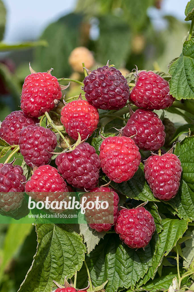 664411 - Red raspberry (Rubus idaeus 'Little Sweet Sister')
