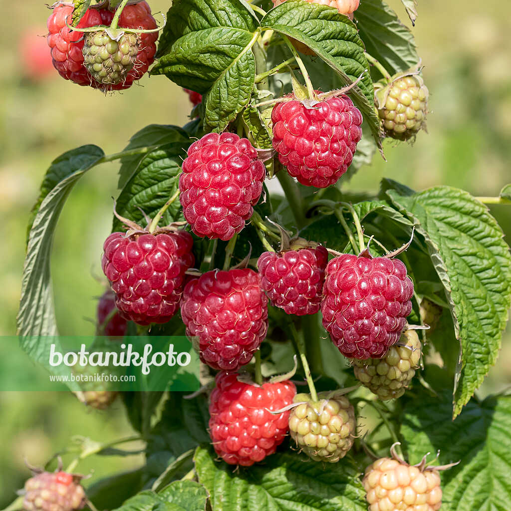 675361 - Red raspberry (Rubus idaeus 'Little Sweet Sister')