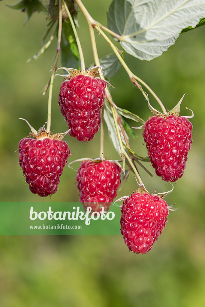 664412 - Red raspberry (Rubus idaeus 'Malling Happy')