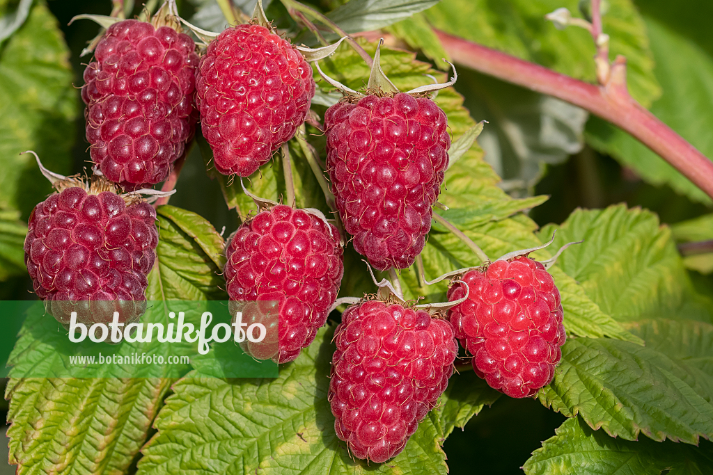 664413 - Red raspberry (Rubus idaeus 'Malling Happy')