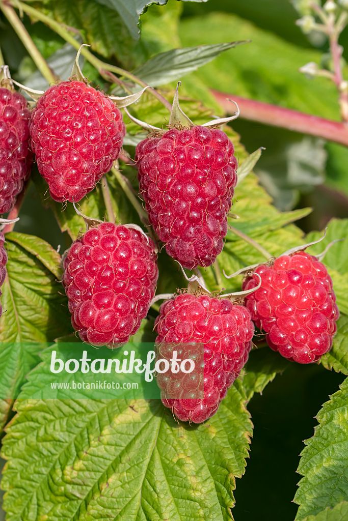 664414 - Red raspberry (Rubus idaeus 'Malling Happy')