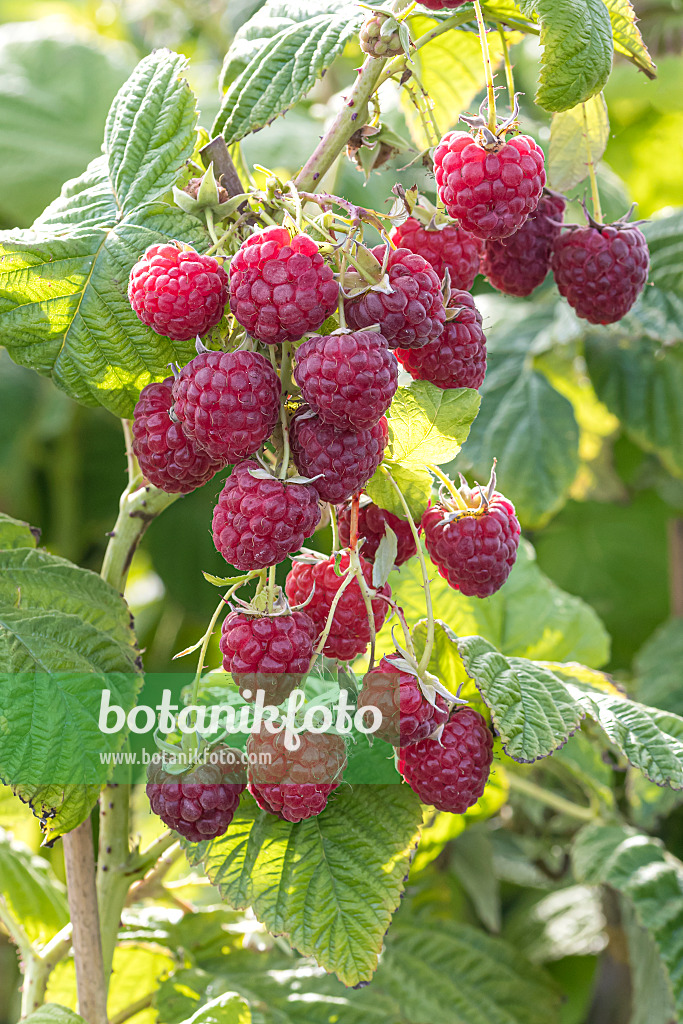 607198 - Red raspberry (Rubus idaeus 'Twotimer Sugana')