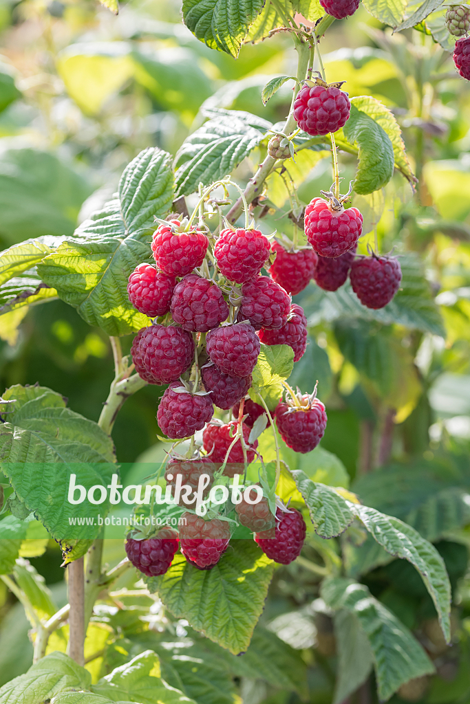 664416 - Red raspberry (Rubus idaeus 'Twotimer Sugana')